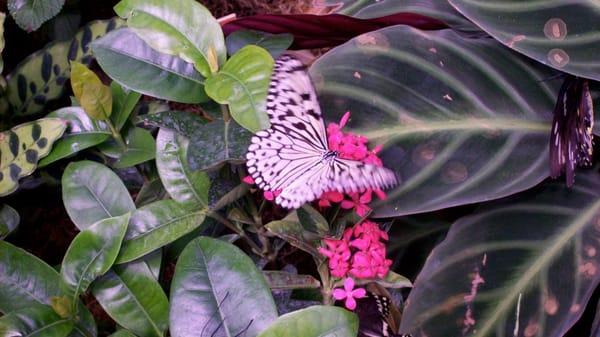 Annie's Essential Oils