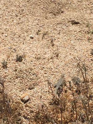 Desert Tortoise Research Natural Area
