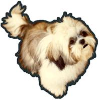 Buddy, our inspiration