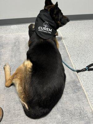 Curem Veterinary Care LLC