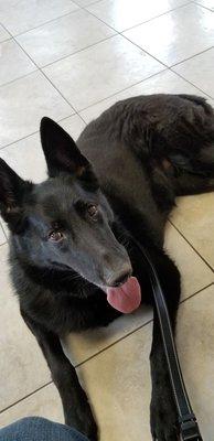 Montclair Animal Clinic