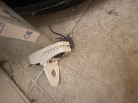 Mouse in HVAC closet