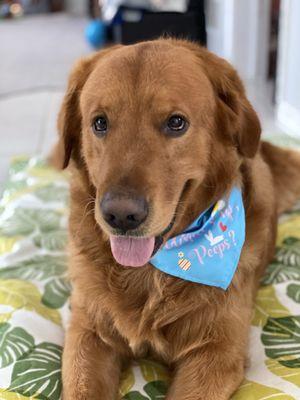 Happy boy with his cute bandana!