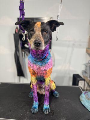 The Fur Lounge Dog Grooming