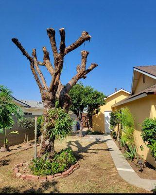 Bustamante Tree Service
