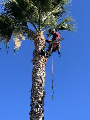 Aguila Tree Service