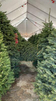 Staff there will take down your tree and put it on top of your car or can get delivered to home for $100ish