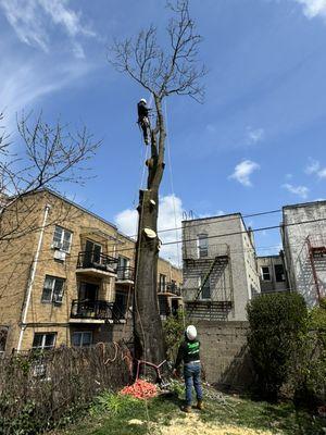 Tree removal