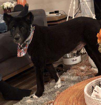 Furrever Fuzzy Dog Grooming