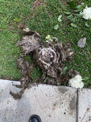 Royalty Pest Management & Solutions