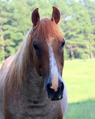J AND A RIDING STABLES