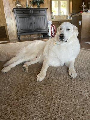 Bear after his grooming.