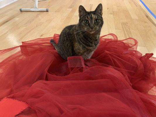 This message was approved by Tabitha Catherine.