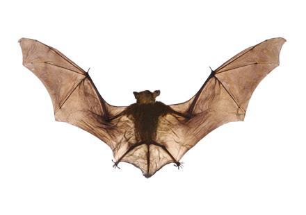 Bat Removal