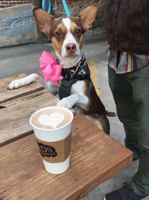 Cassie's Canine Care