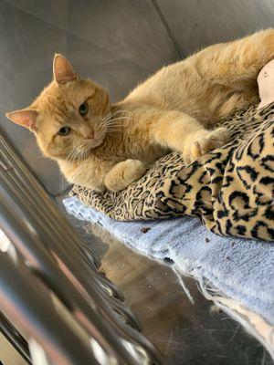 Doc McStuffin Pet Clinic