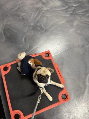 Waiting our turn for agility