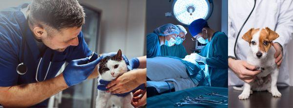 Long Beach Animal Emergency