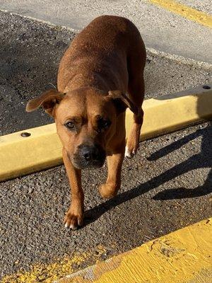 Humane Society of Southeast Missouri