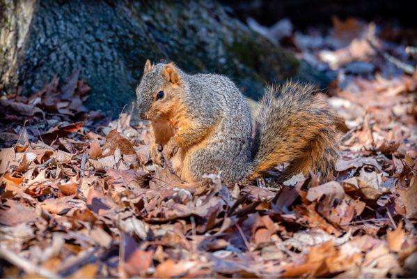 Squirrel searching for nuts