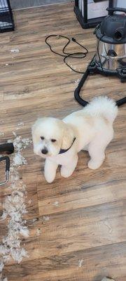 A Perfect Cut by Angie