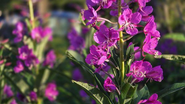 Fireweed