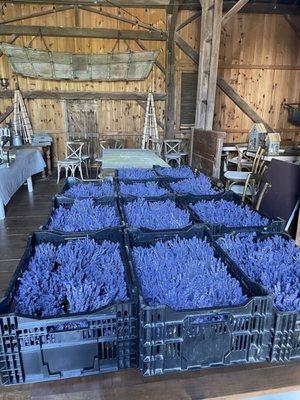 Lavender ready to be dried and sold