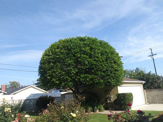 PS Gardening and Tree Trimming