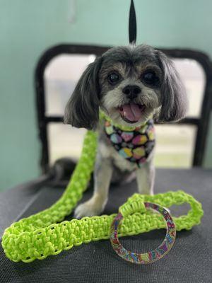 Jillian's Mobile Dog & Cat Grooming