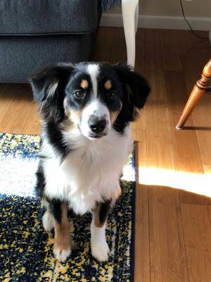 Capitol Canine Training Club