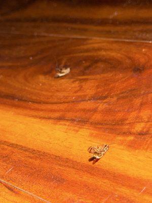 Dead Roaches under the bed