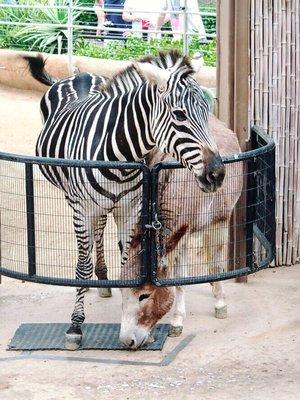 San Diego Zoo Backstage Pass