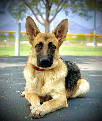 Innovative K9 Academy