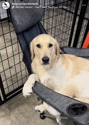 DogConnectionPDX Daycare & Boarding
