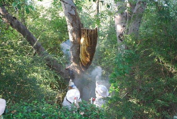 Wildlife Control Specialists