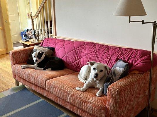 Two dogs relaxing on an orange couch.