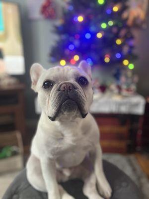 Animal Eye Care of New England