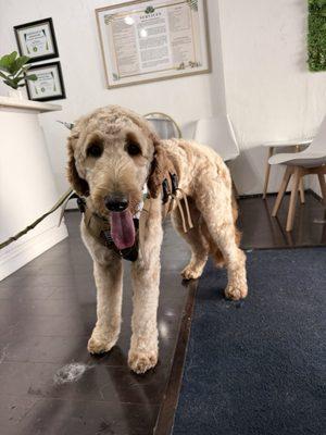 Isla Bear the Golden Doodle