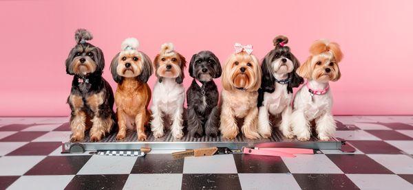 Spoiled Rotten Pet Grooming