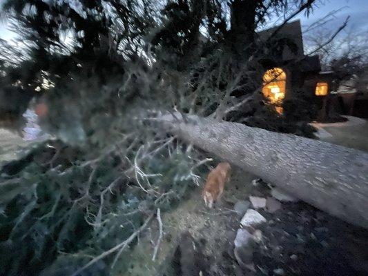 EnvisiaCare Services