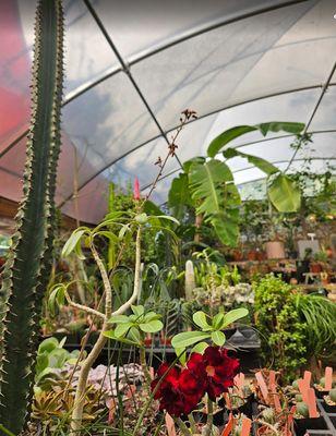 green house in the backyard