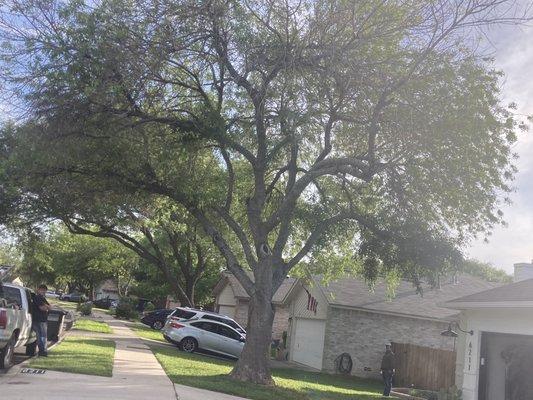 Arellano Tree Service