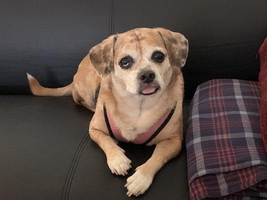 Bruce’s Home Pet Care