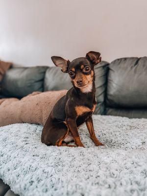 Little Rascals Rescue