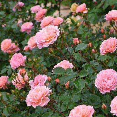 A Cut Above Landscaping