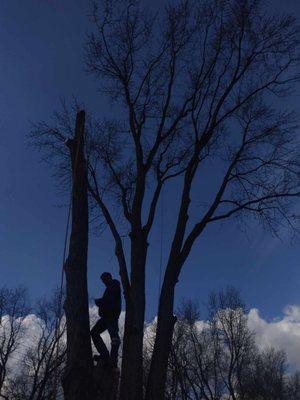 Mayes Lawn Care and Tree Service