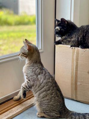 HART Homeless Animal Rescue Team of Maine