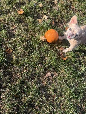 Pawzitively Furbulous