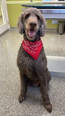 Tiger Tails Animal Hospital