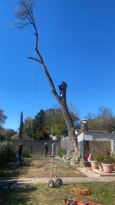 Santos tree services